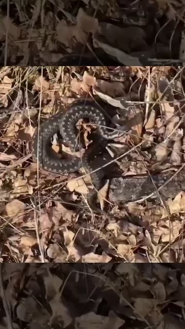 🐍Ядовитые гадюки проснулись раньше времени в Подмосковье из-за тёплой зимы🐍