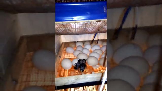 Вылупление цыплят в самодельном инкубаторе)))))