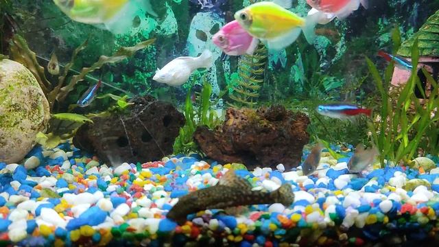 VID_20250313_195102