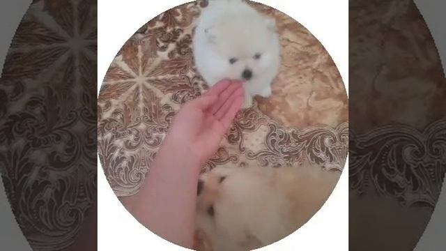 шпиц