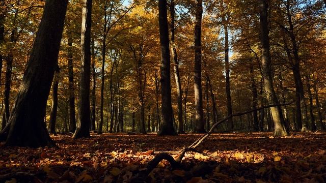 Звонкие переливы голосов лесных птиц. Яркая осень в кадре на видео. Релакс.