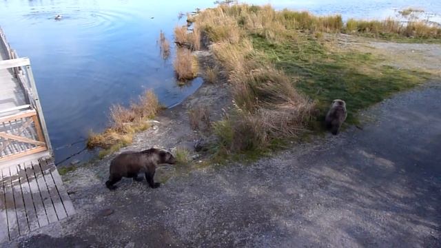 435 Holly's spring cub and adopted yearling play fight, Sept. 27, 2014