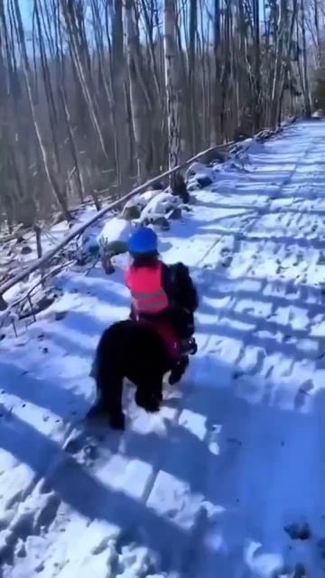 💔Самые трогательные кадры лошадей с детьми!