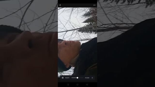 рабочий день , пихта и почти что чага )))
