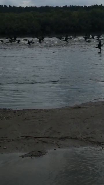 Что за птицы_ Кто знает_ На речке прошлой осенью 🐥