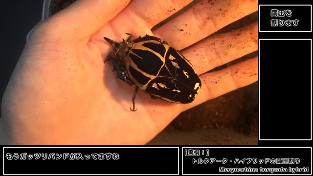 【驚愕！】トルクアータ・ハイブリッドの繭玉割り Mecynorhina torquata hybrid 【Part3：羽化 掘り出し編】