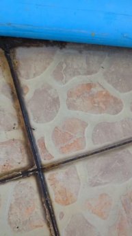 Я решил следить за муравьём