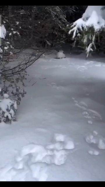 😍Смелый зайчик!

Не заслуженно прозвали их трусишками, подошел к человеку за вкусняшкой