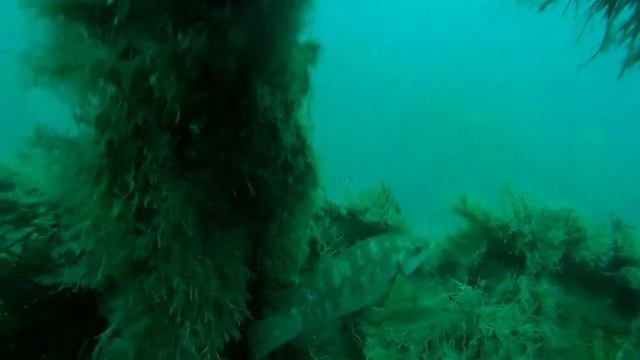 Dive Guernsey - Cement Wreck with Karol and Mike R
