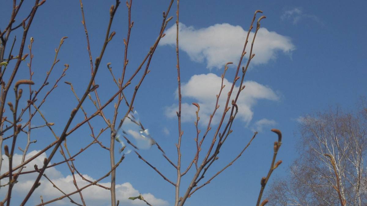 От плюс 25 до 0: температурные качели снова ожидают ставропольцев