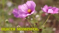 Привітання з Днем Народження для Марії: музична відео-листівка та відео-привітання для жінки