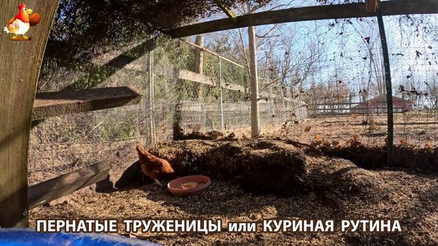 Куры несушки свободного выгула и их обычная куриная рутина – эпизод (93)