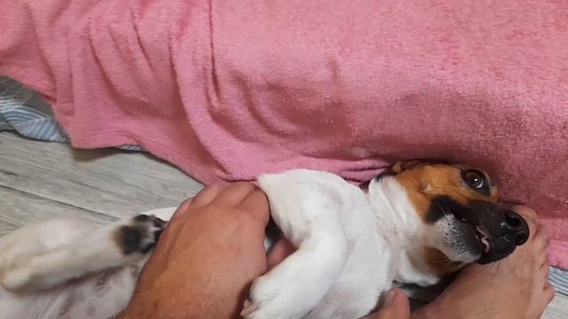Опять учудила! Наша собака породы Джек Рассел терьер нашла себе новое место