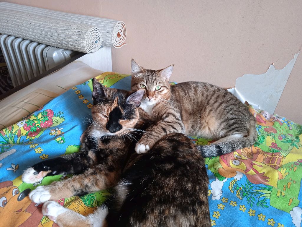 Дуся и Маша