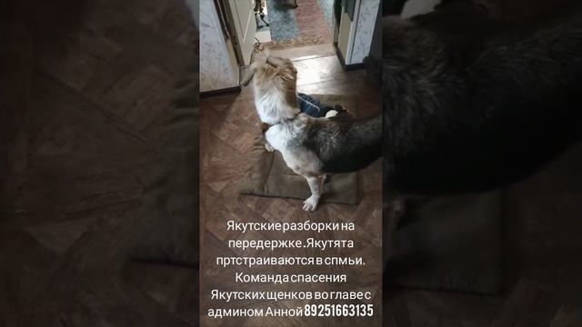 13-03-2025 якутята на передержке