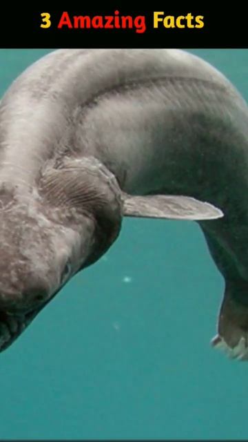3 Amazing FACTS #short #desert #shark #ganga #earth #space
