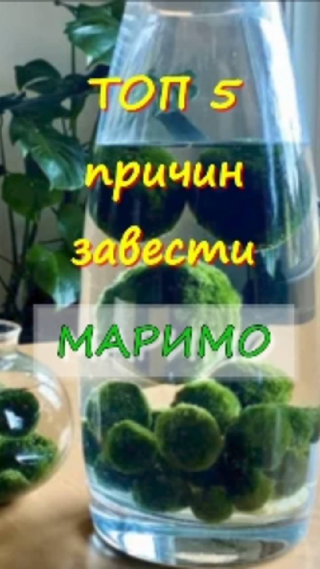МАРИМО-милый питомец Давайте обсудим✍ ссылка в шапке профиля 👉 тг @marina_pro_bizz  #маримо #водо