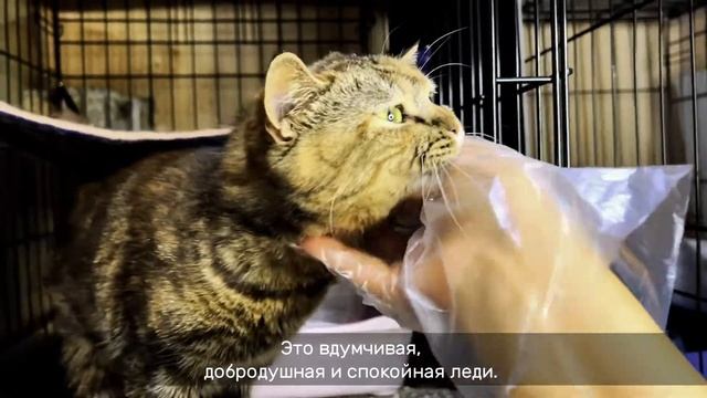 МИСС ТИГРА