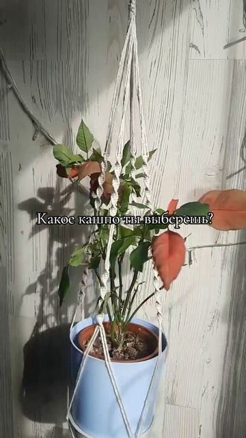 + джутовое кашпо 🤎
