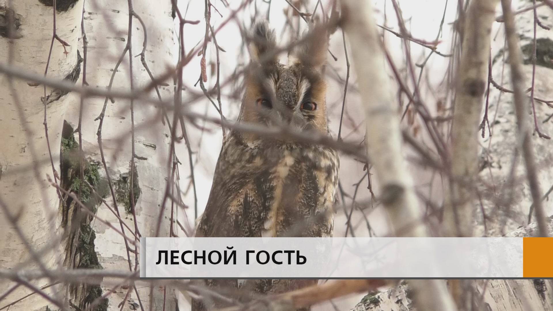 Кисточки на "ушах" и круглые янтарные глаза: