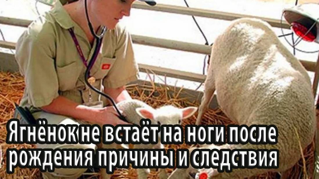 Ягнёнок не встаёт на ноги после рождения причины и следствия
