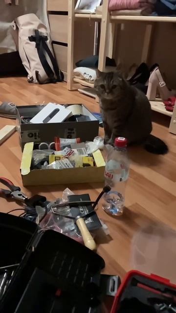 Без нас кожаные вообще никуда, ей-богу! #cat #кот #коты #kitten #прикольныекоты #
