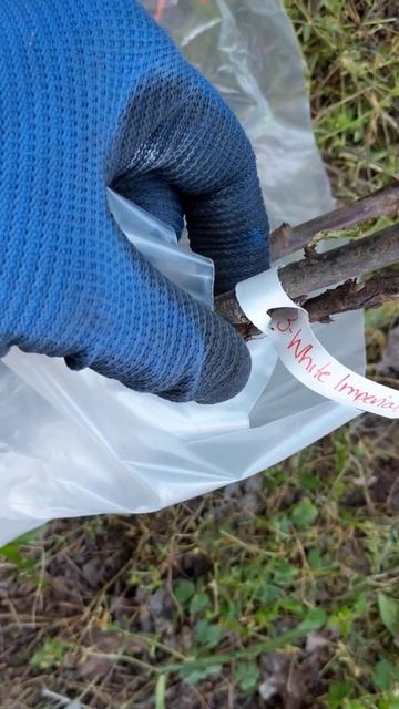 Got My 3 Bare Root White Imperial Currants From Isons Nursery
