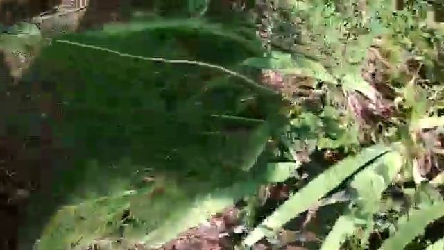 Аксы Итагар жайлоосу