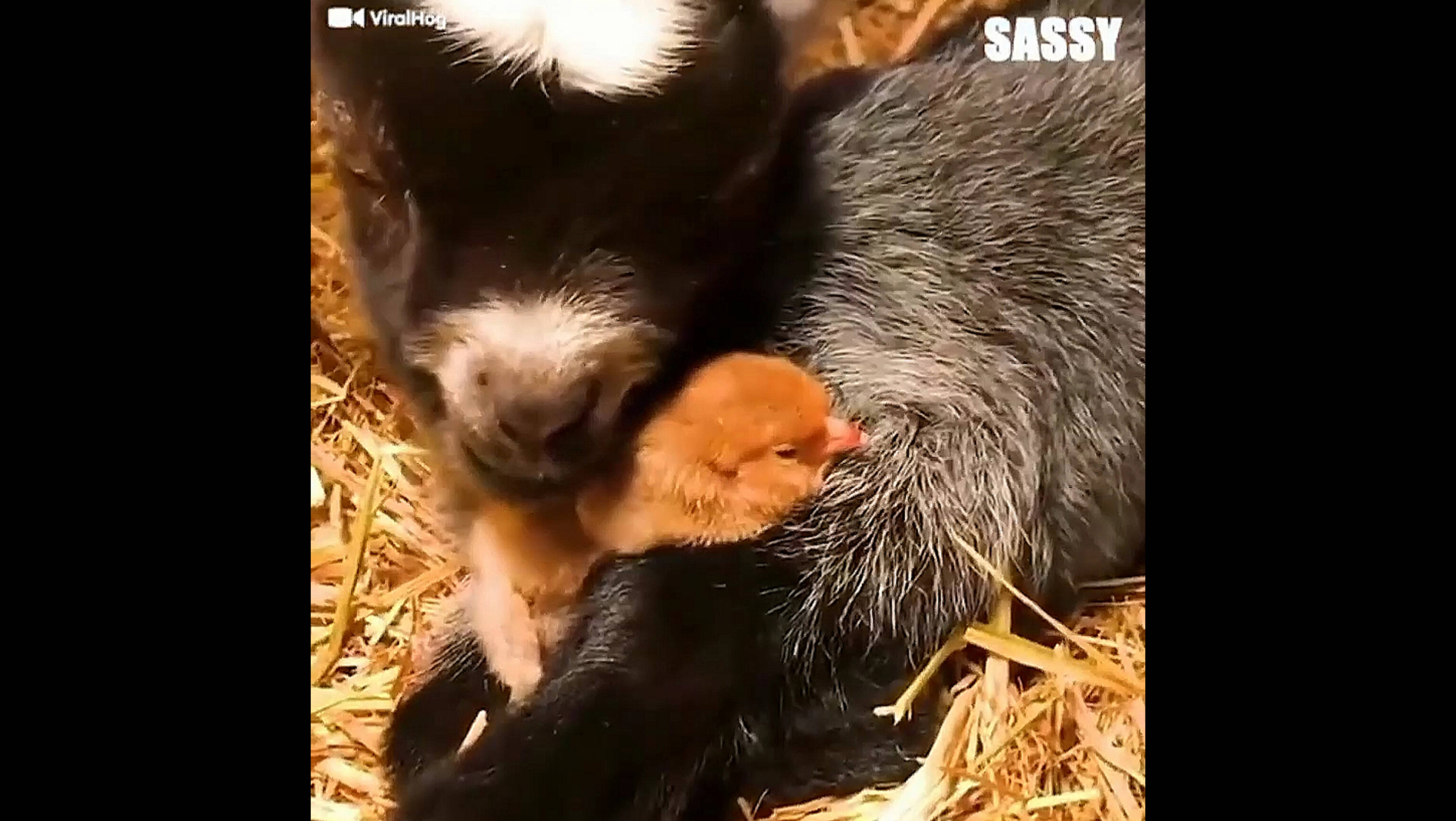 Смешные эпизоды из жизни животных /3 часть/