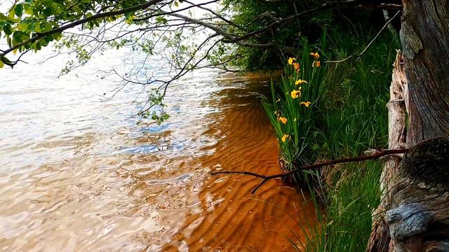 Песчаный берег чистой реки. Атмосфера прекрасной природы вокруг. Видео для релакса.