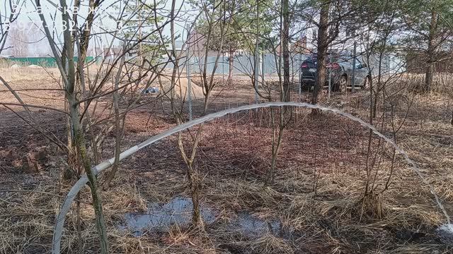 Абиссинка с питьевой водичкой.Сады 247.