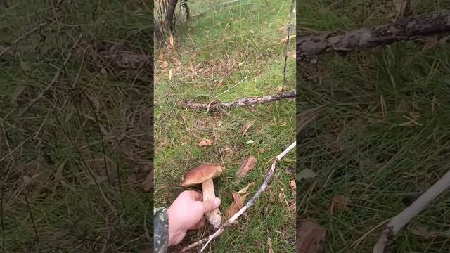 Наши выходные- поездка в лес 2 и 3 сентября. 2023г.  Ленинградская область, п. Кузьмоловский