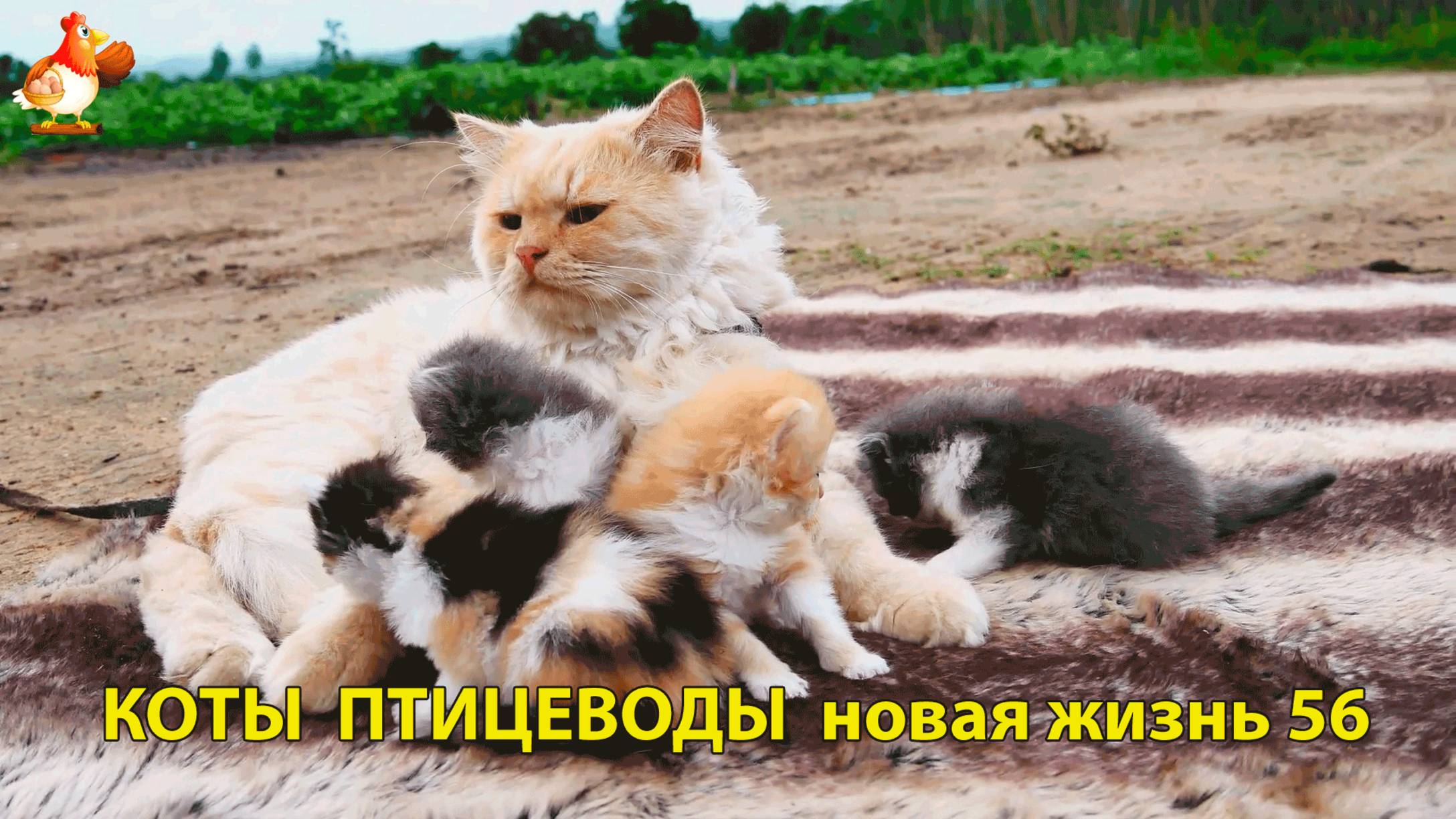 Коты птицеводы со своими подопечными 😹🐈🐈 Новая жизнь – выпуск (56) ❣️🤗😂