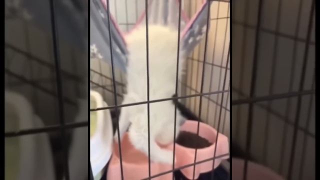 Котики