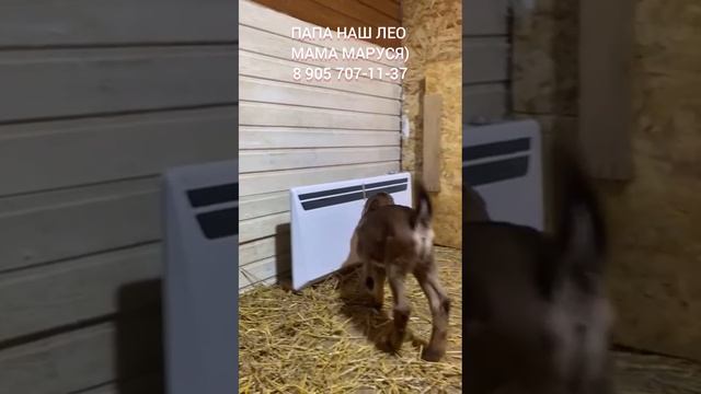 Продажа козочек и козлика))) Ярославская область, Переславский район)