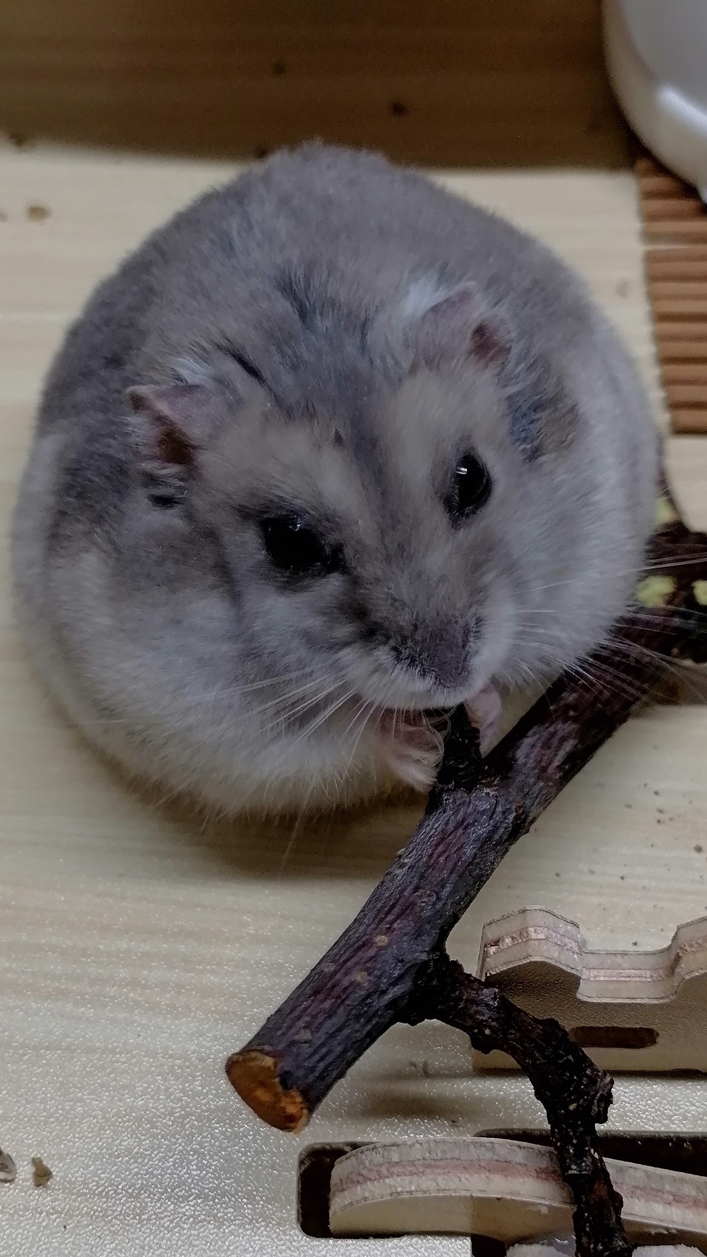 Хомяк
