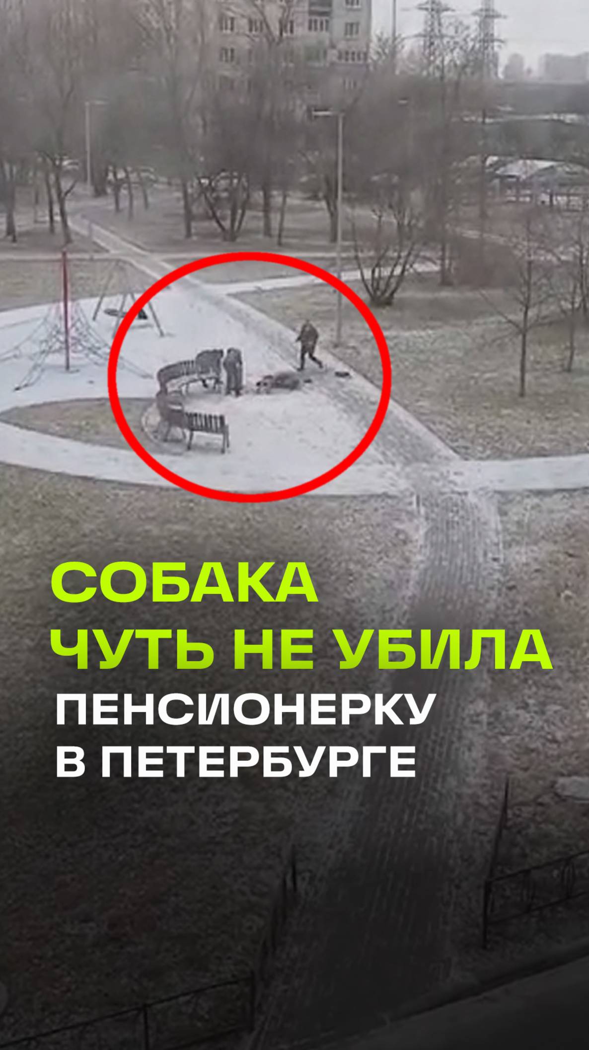 В Петербурге собака жестоко напала на  66-летнюю женщину