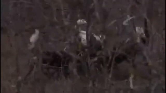 Incredible footage of leopard behaviour during impala kill - Sabi Sand Game Reserve, South Africa