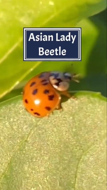 ASIAN LADY BEETLE
