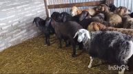 гиссарские баранчики на продажу возраст от 6 месяцев