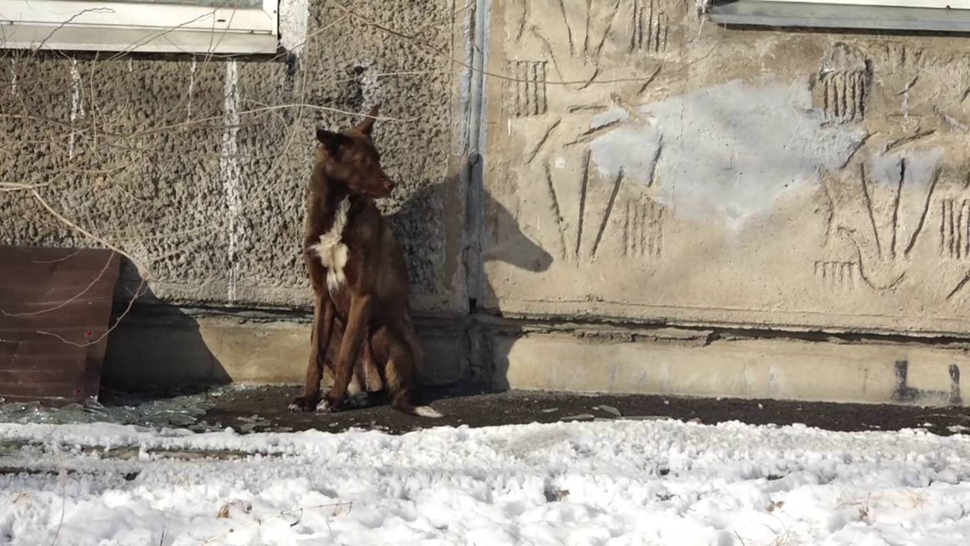 ЖИТЕЛИ КРУПСКОЙ ПЕРЕЖИВАЮТ ЗА ЖИЗНЬ ДОМАШНЕЙ СОБАКИ