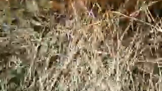 Рыба задохнулась