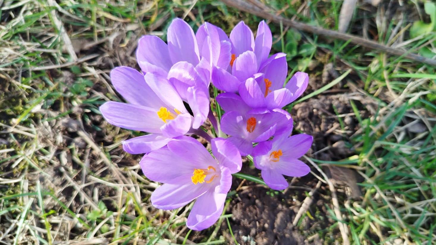 ГЕРМАНИЯ. ПЕРВЫЕ ЦВЕТОЧКИ В РАУНХАЙМЕ (БЛИЗ ФРАНКФУРТА НА МАЙНЕ). 07.03.25