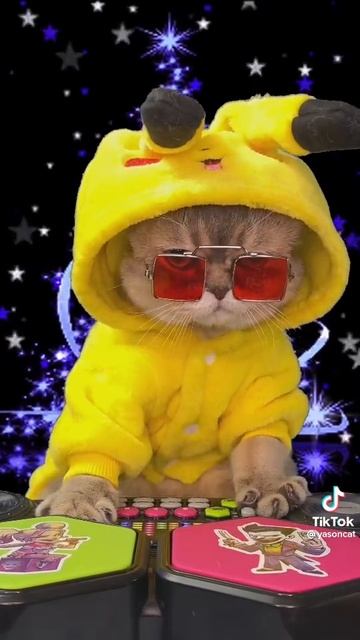 котёнок рейпер
