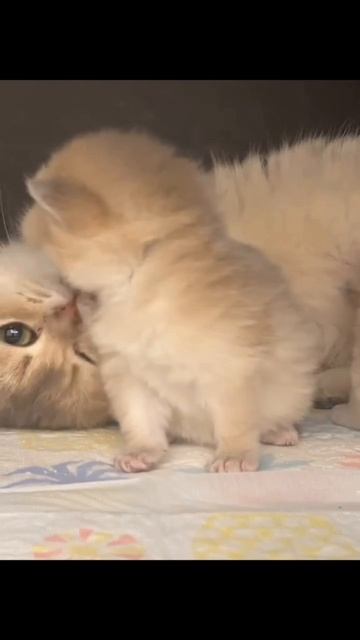 котята