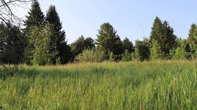 Деревья в высокой траве. Летняя съемка. Релакс. Пение птиц. Звуки природы.