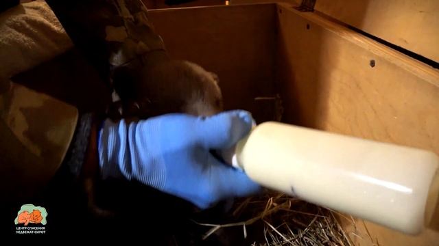 Медведица Дина прибыла в Тверскую область