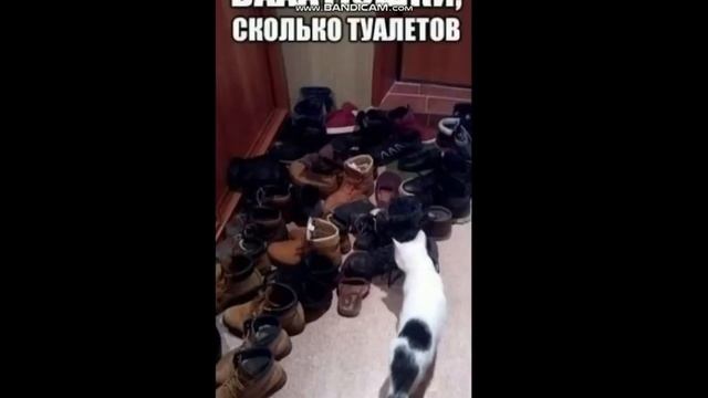 мурзик и хозаин спрашывают котик аи неожыданые гости