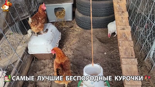 Курочки селяночки лучшие беспородные несушки 🥚 (29)