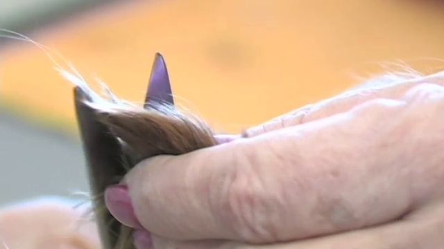 Yorkshire Terrier Yorkie Grooming DVD Video Yorkshire Terrie